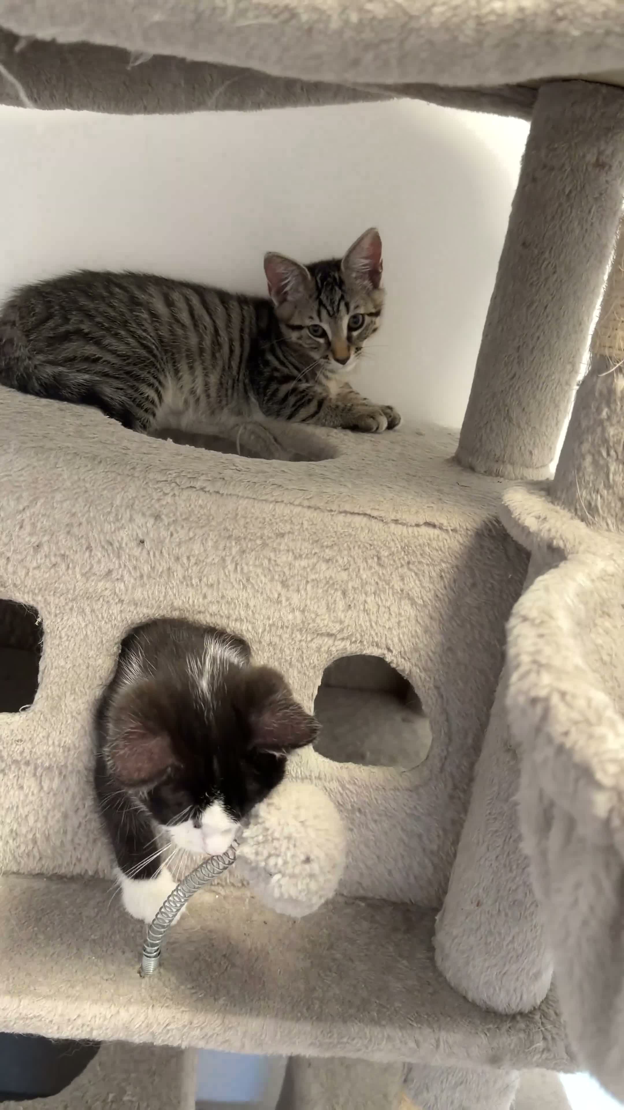 Mixed Breed cats for sale: 🐾 Six Adorable Kittens Looking for Loving Homes  - Video 1