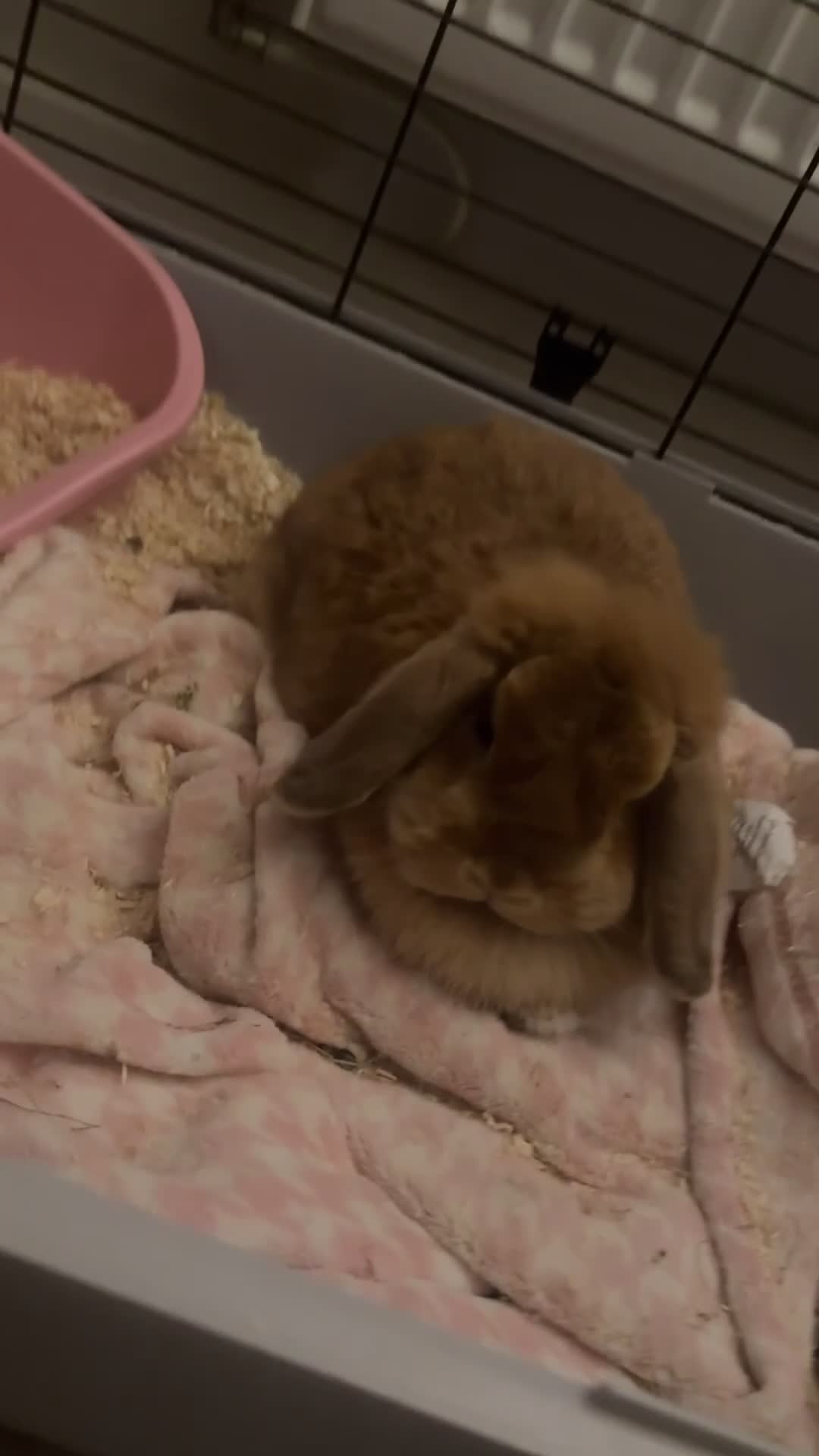 Mini Lop rabbits for sale: Mini lop/ mini rex - Video 2