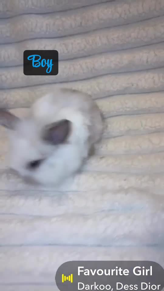 Mini Lion Lop rabbits for sale: 2 beautiful mini lion lops and 1 lion head  in Newport - Video 1