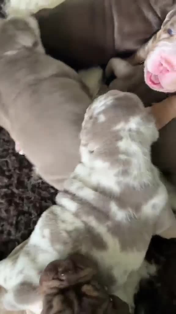 Olde English Bulldogge dogs for sale: Old English bulldogs  in Milton Keynes - Video 2