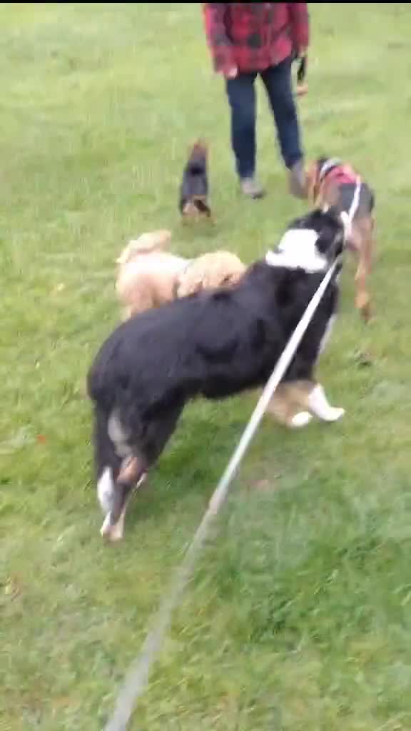 Mixed Breed dogs for adoption: Oscar deserves the best home  - Video 1