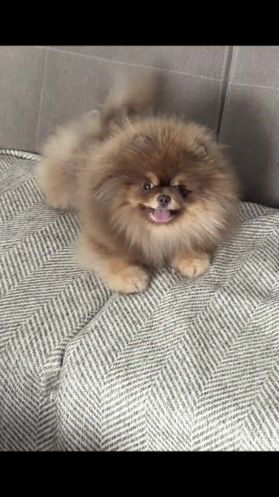 Pomeranian dogs for stud: Top quality proven Pomeranian stud  - Video 1