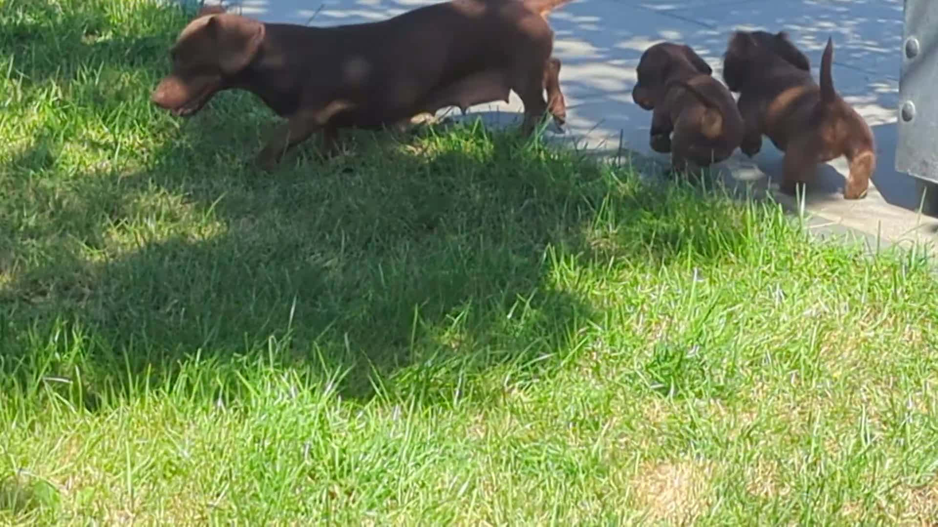 Miniature Dachshund dogs for sale: Ethically Bred Superior Health Tested Miniatures - Video 1