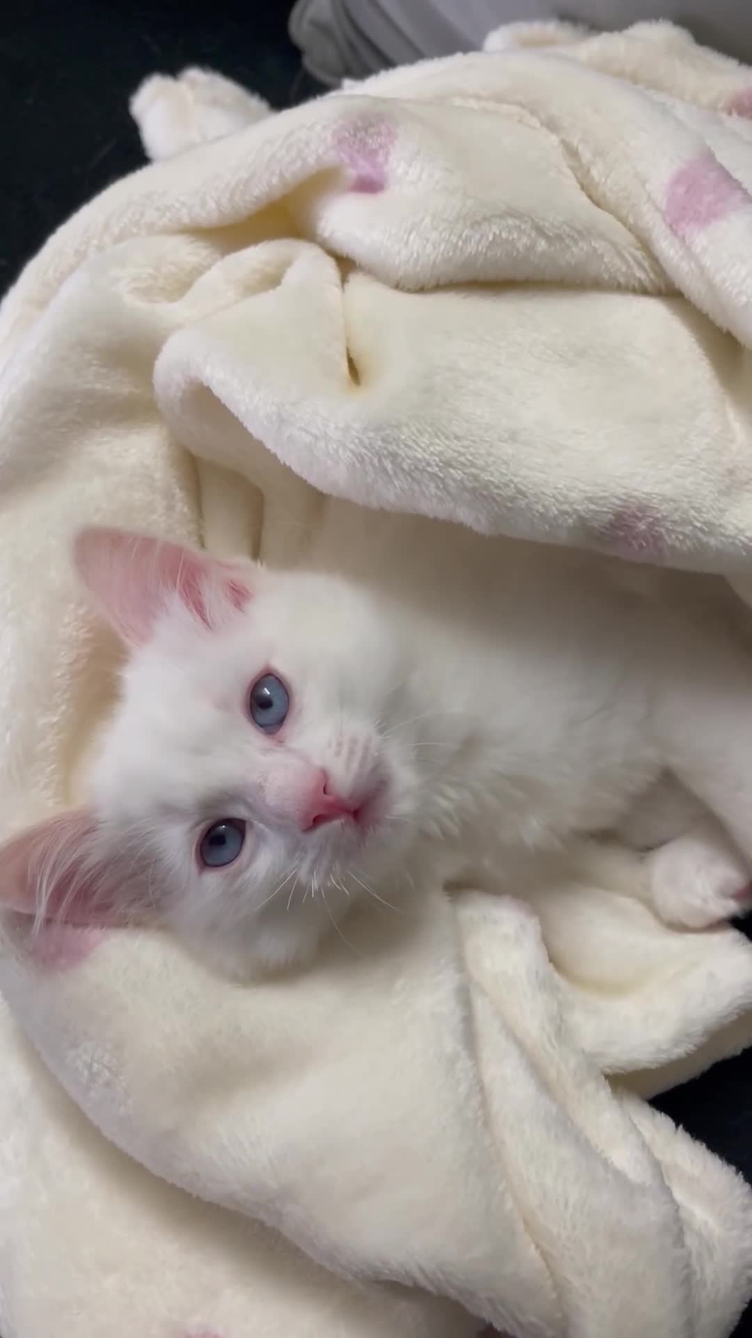 Ragdoll cats for sale: Ragdoll adults Purebred pedigree 5 generations  - Video 1