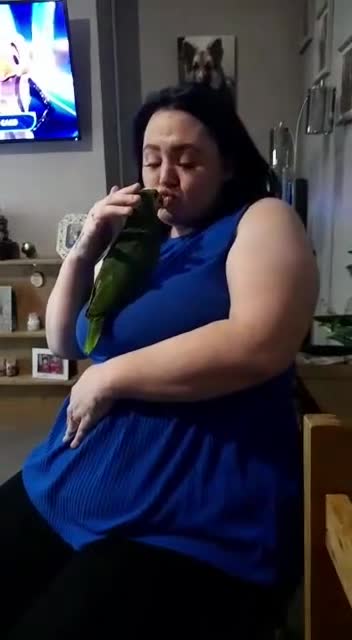 Parrots birds for sale: Africian orange winged parrot  - Video 4