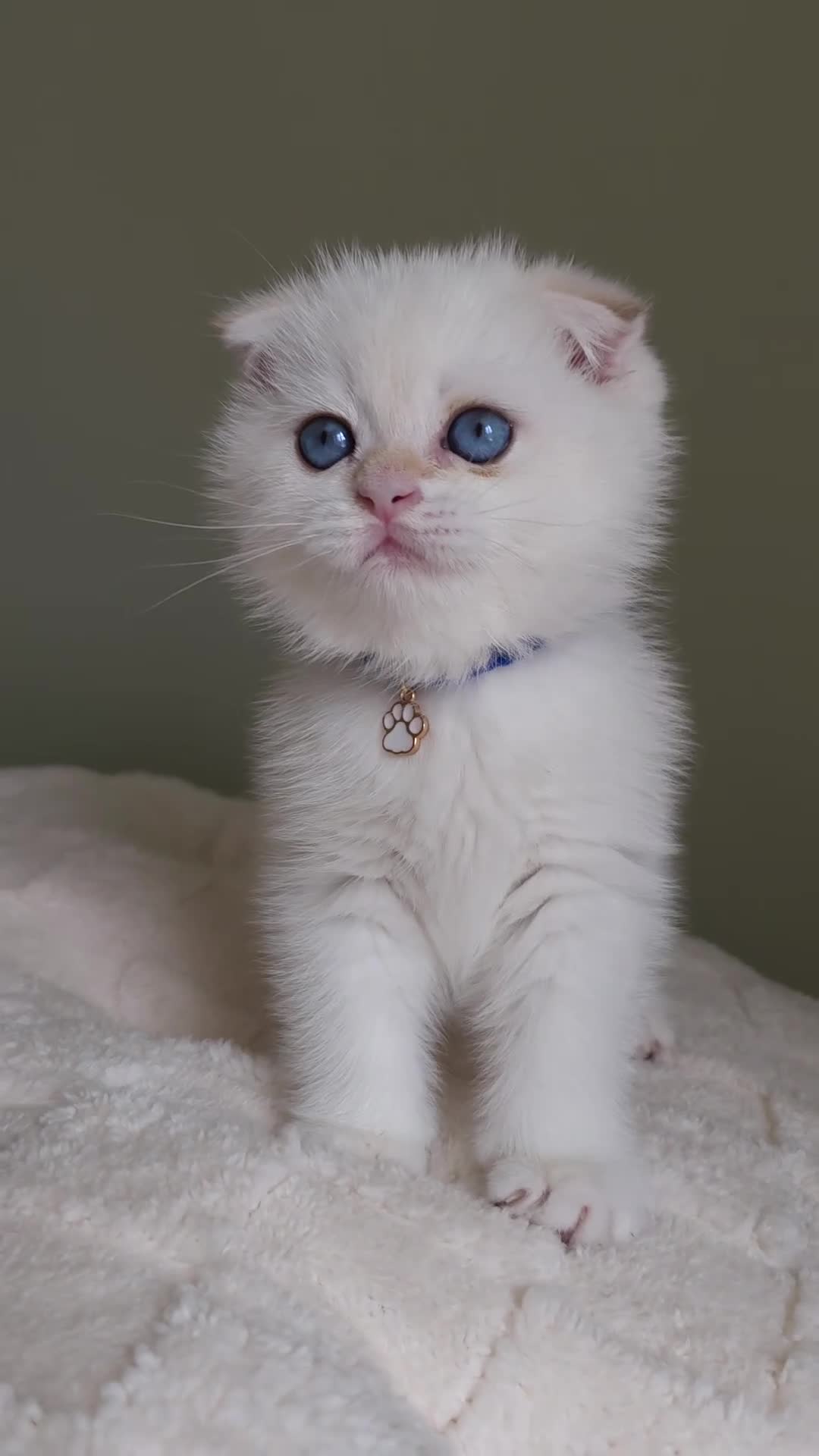 Scottish Fold cats for sale: ⭐️ Top Quality Scottish Fold Kittens ⭐️ - Video 3