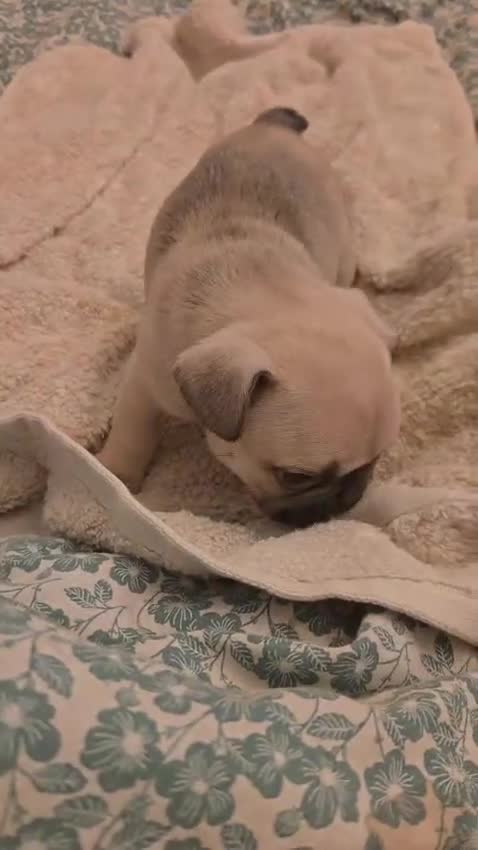 French Bulldog dogs for sale: last boy left in the litter in Preston - Video 2