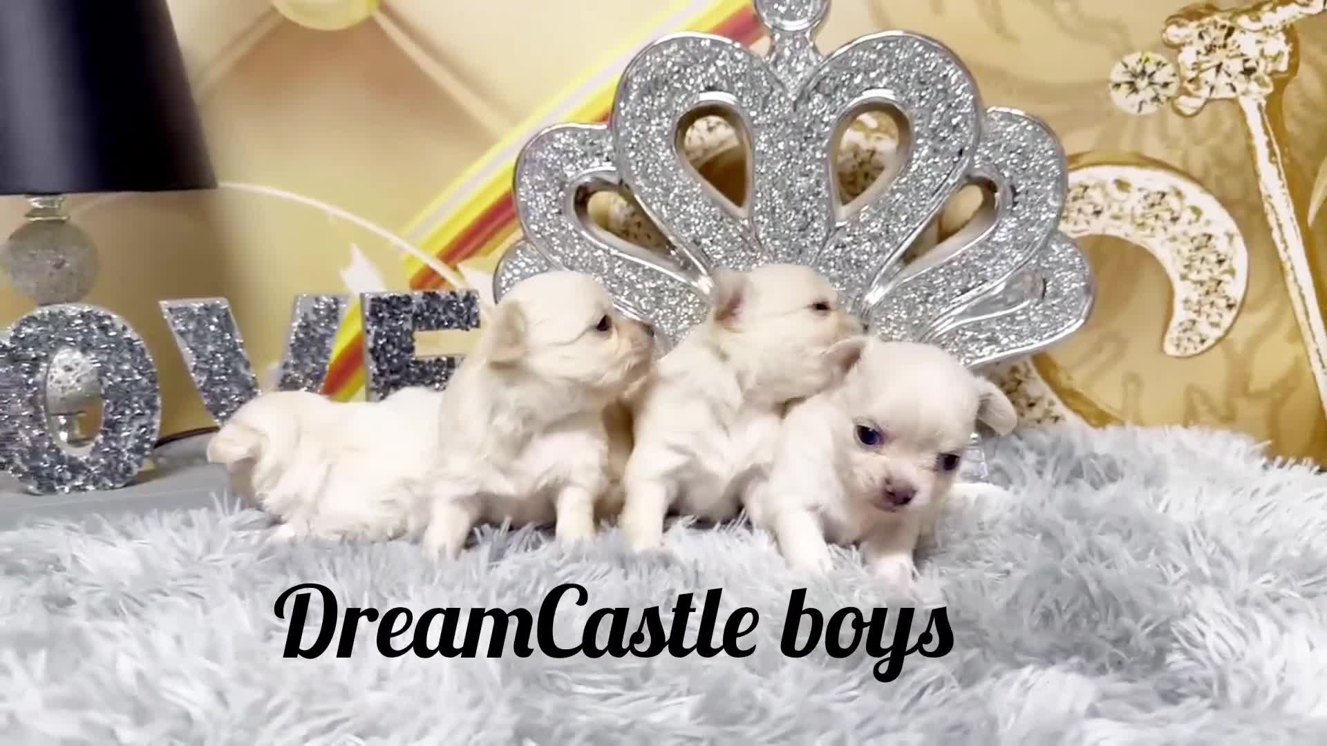 Chihuahua dogs for sale: KC reg Long coat boys available  - Video 1