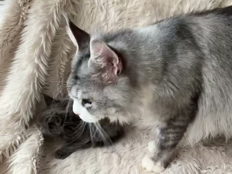Maine Coon cats for sale: Blue Smoke Maine Coon Kittens - Registered - Video 1