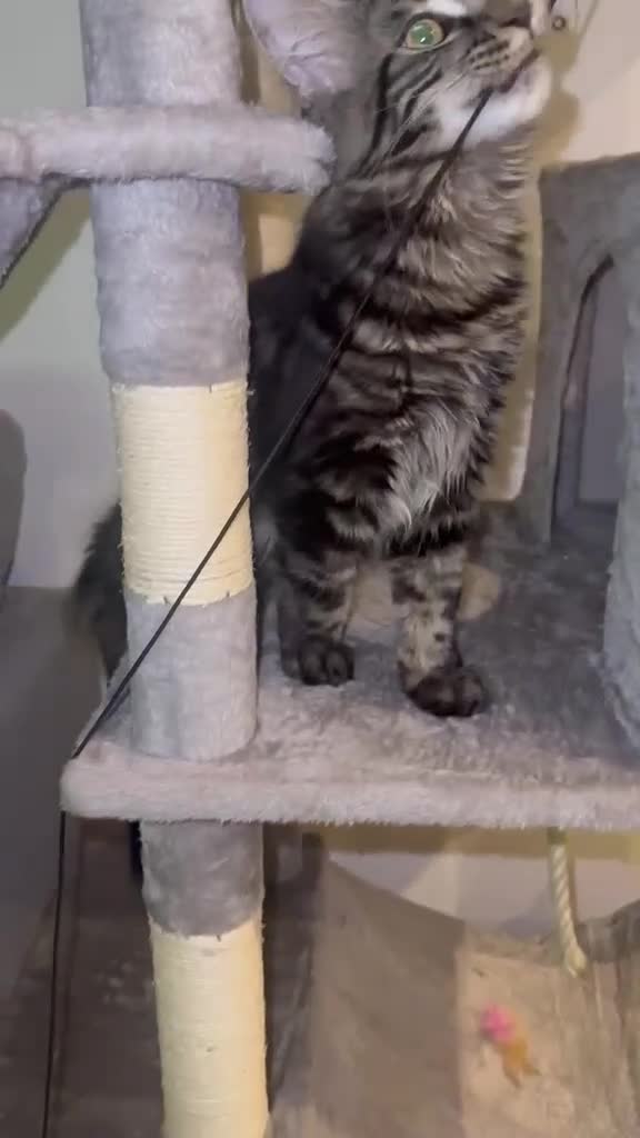 Maine Coon cats for sale: Maine Coon XL gorgeous boy purebred for sale  - Video 2
