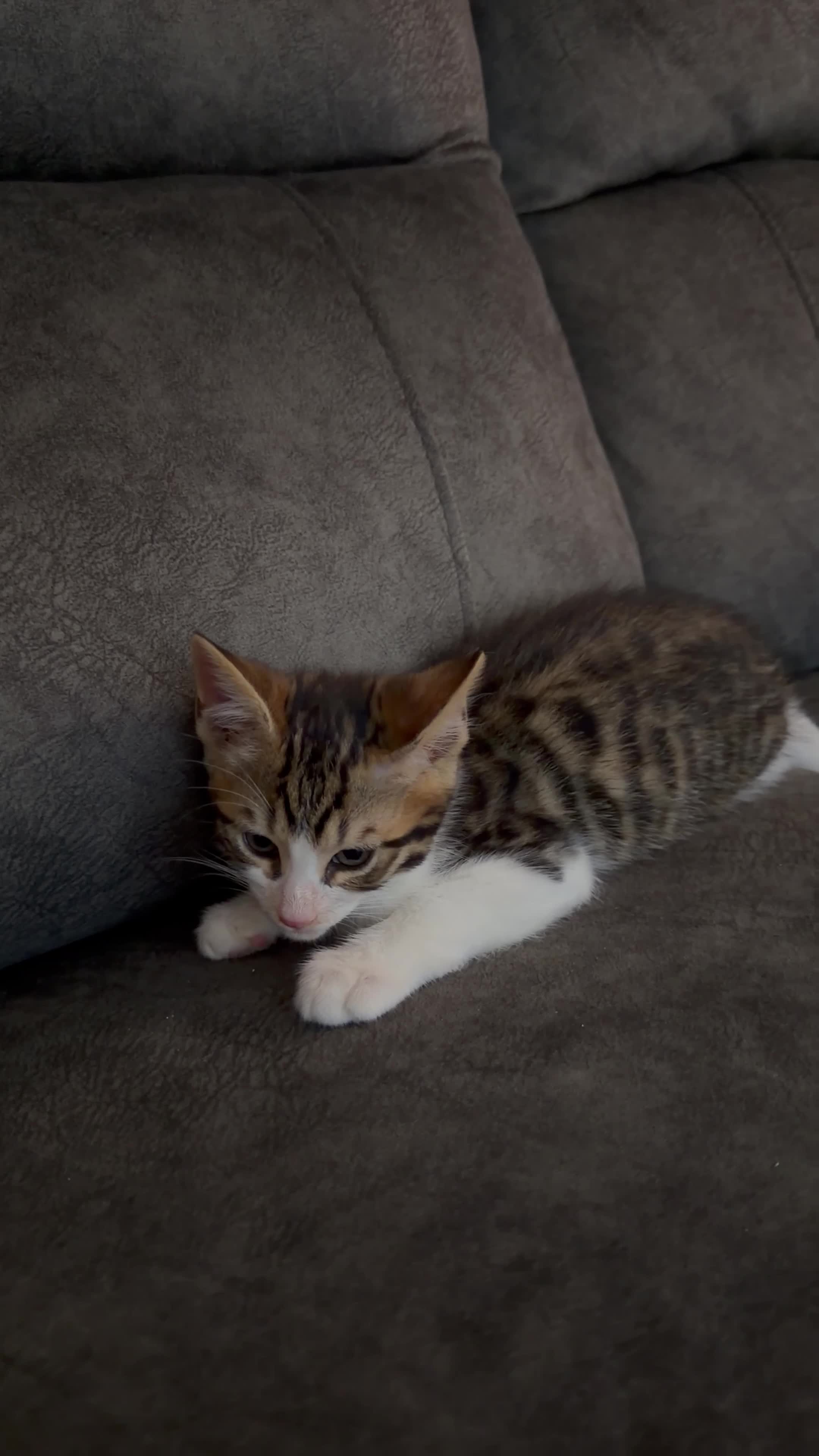 Mixed Breed cats for sale: Gorgeous Mixed Bengal Kittens in Enfield - Video 2