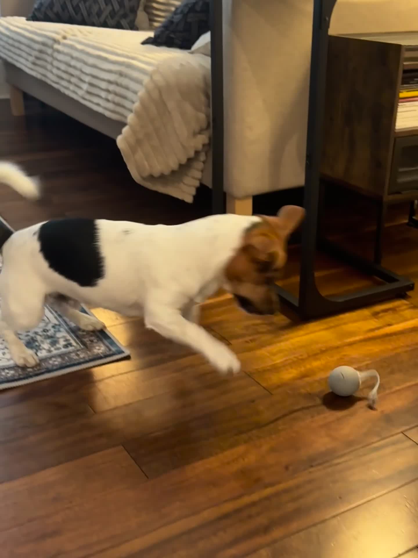 Jack Russell dogs for sale: Jack Russell Terrier boy looking for new home - Video 1
