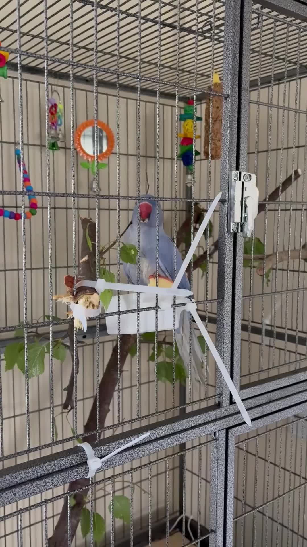 Ringnecks birds for sale: Blue ring neck male parrot  - Video 1