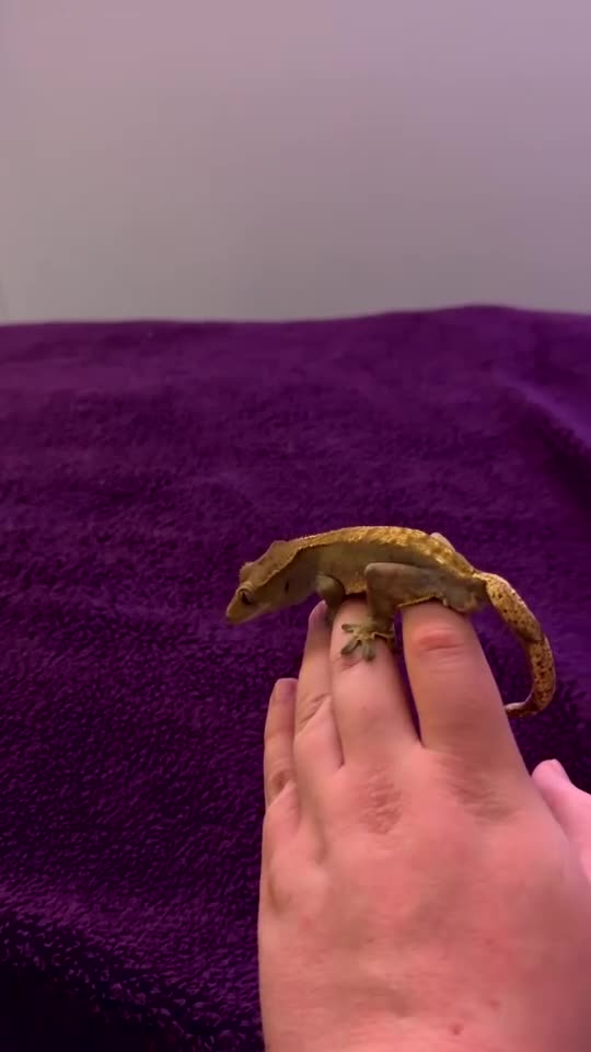 Gecko reptiles for sale: Loki the crested gecko  - Video 1