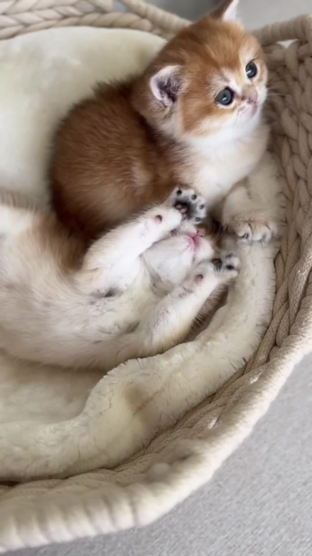 British Shorthair cats for sale: Golden British Shorthair kitten  in Maidstone - Video 4