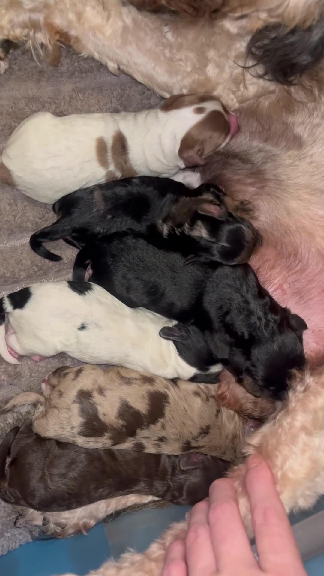 Sproodle dogs for sale: Sproodle puppies - Video 1