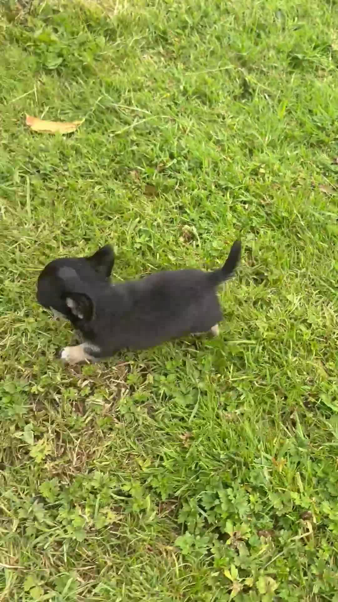 Chihuahua dogs for sale: Little mini chihuahua  - Video 1