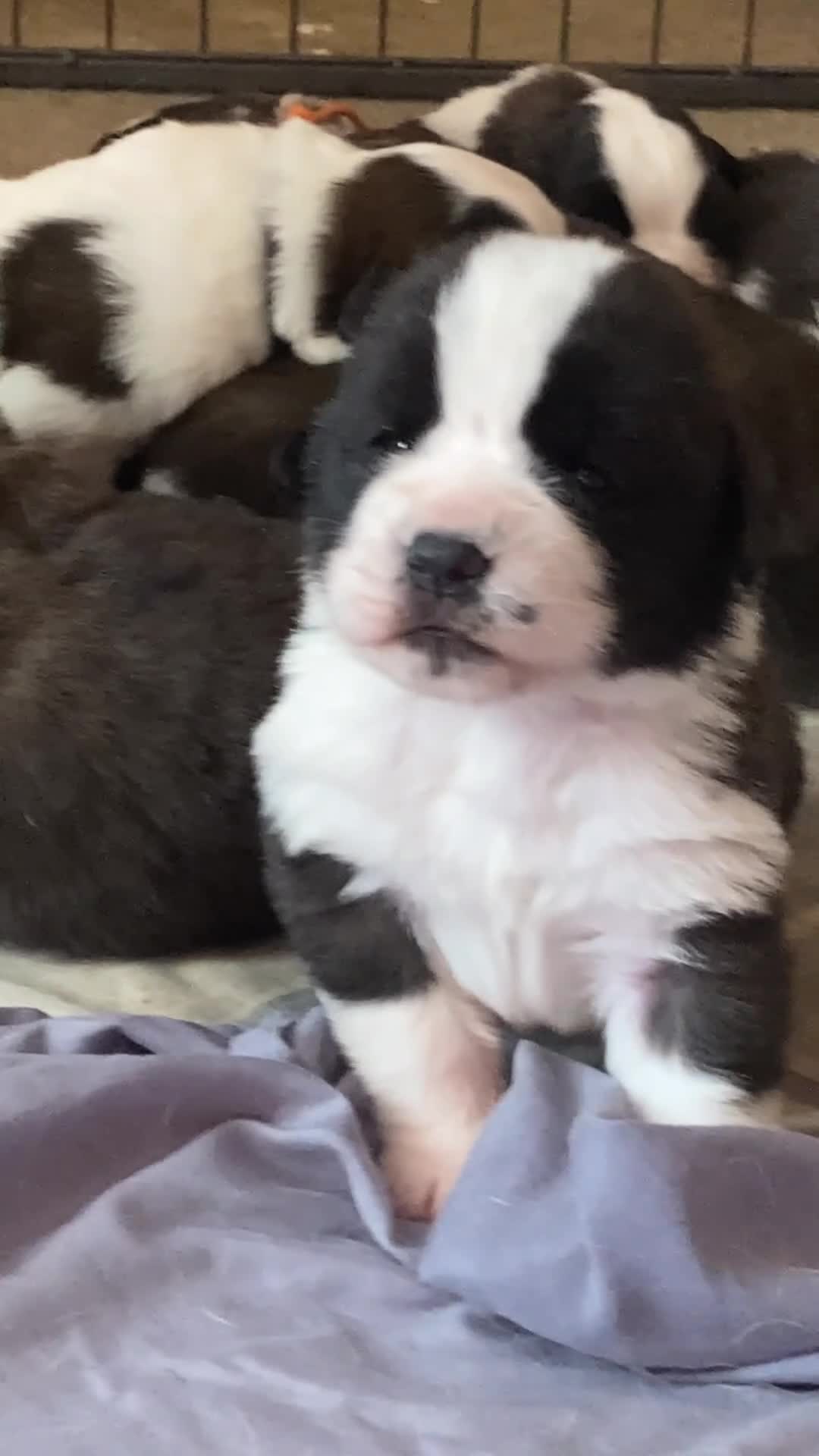 Saint Bernard dogs for sale: Saint pups from HIP & ELBOW tested parents  - Video 3