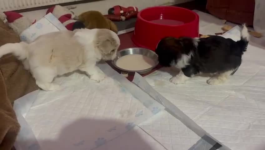 Shih Tzu dogs for sale: Hi my name is Maria  - Video 2