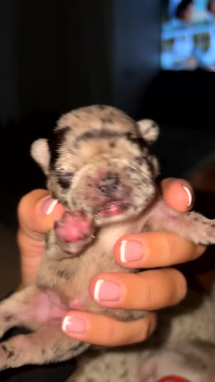 French Bulldog dogs for sale: French bulldog puppies  - Video 3