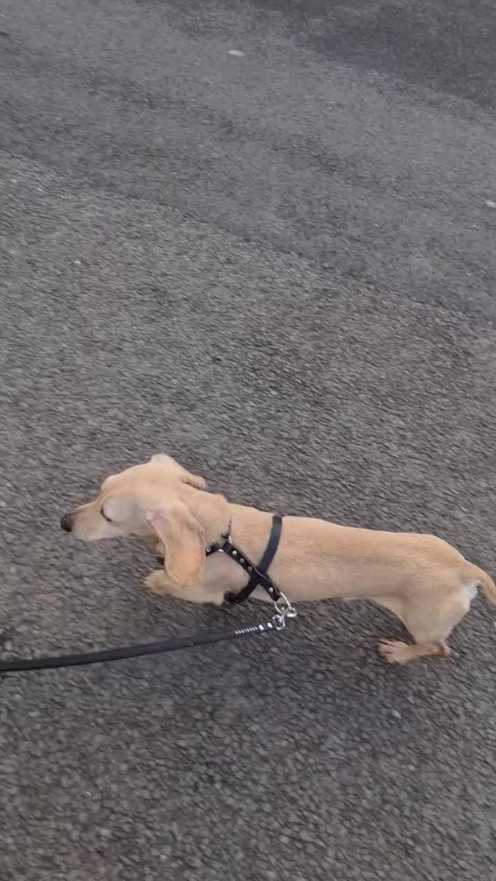 Miniature Dachshund dogs for stud: Cream Intensity Mini daxi stud - Video 1