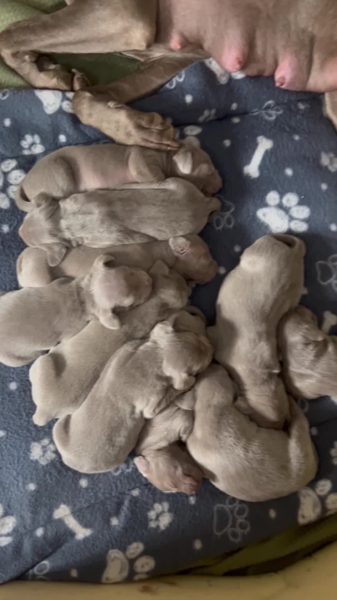 Weimaraner dogs for sale: Kc registered Silver Weimaraner puppies for sale  - Video 3