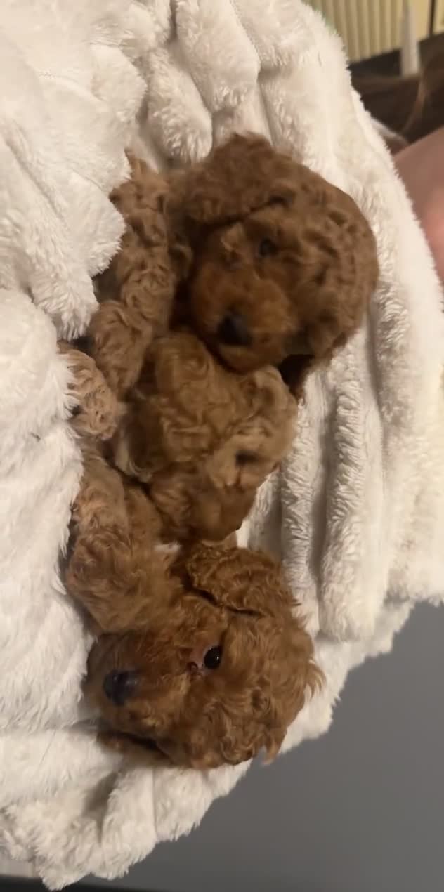 Cavapoo dogs for sale: 3 Beautiful Cavapoo Puppies for sale  - Video 2