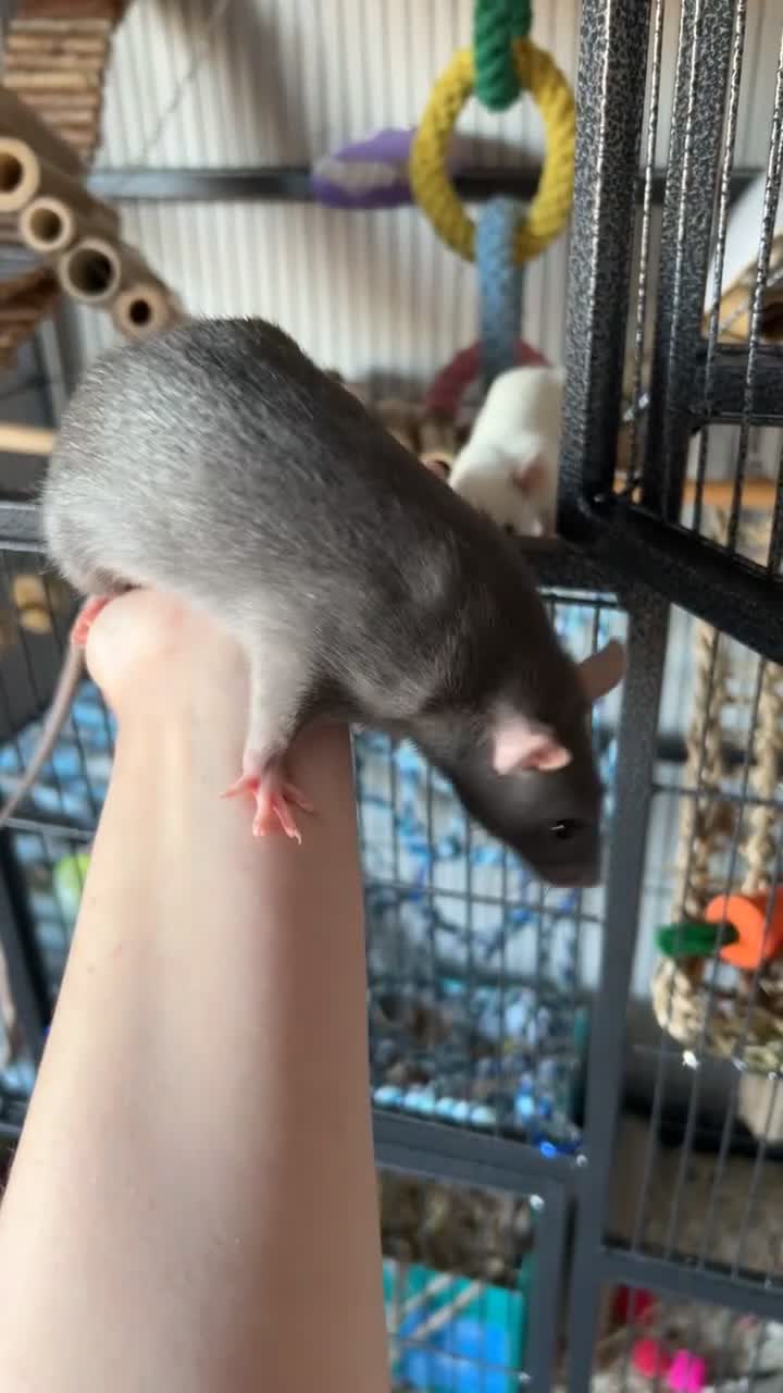 Rat rodents for sale: Female Fancy Rats For Sale in Rotherham - Video 4