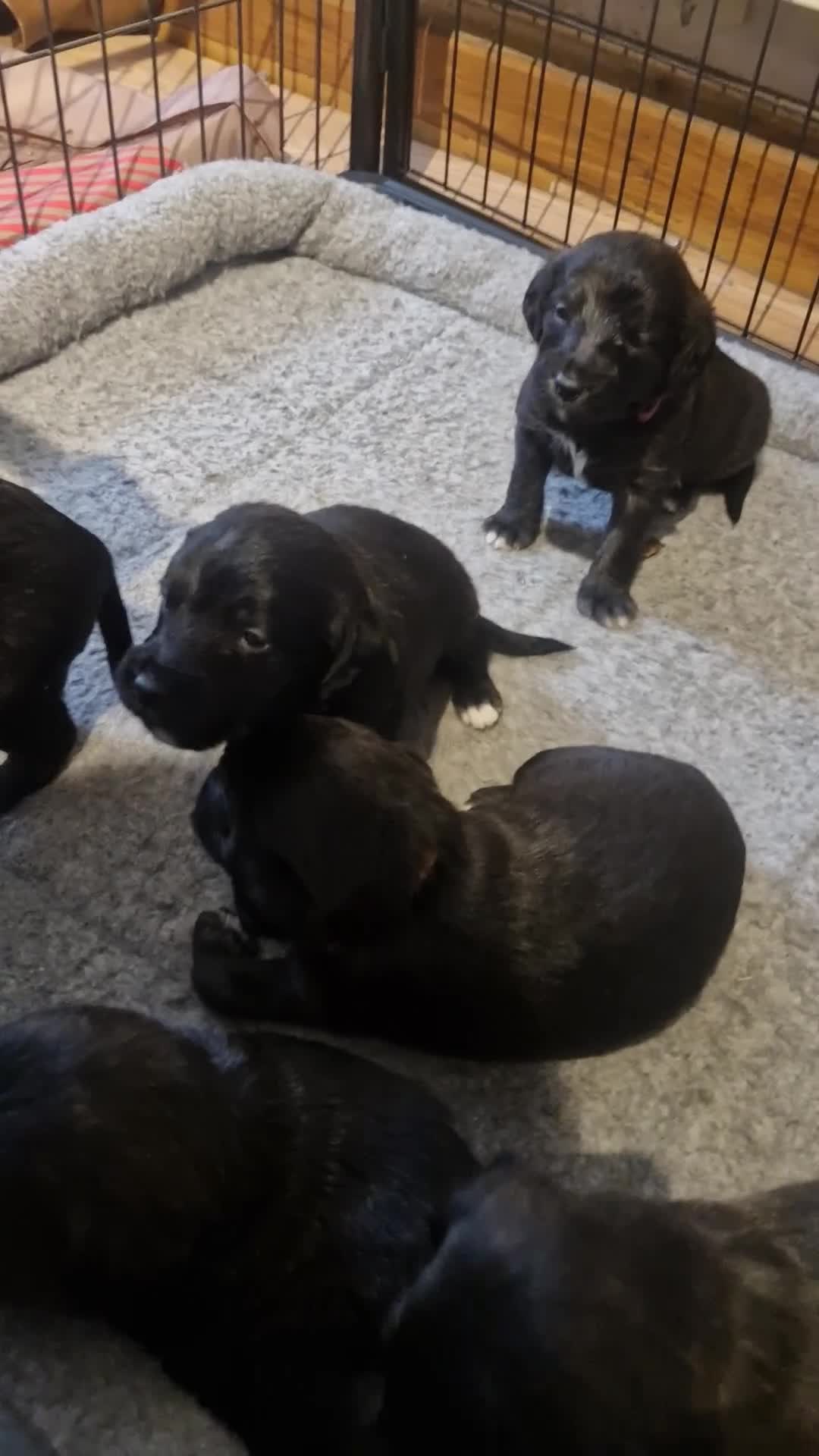 Mixed Breed dogs for sale: F1 Whippet Bedlington READY NOW 💫 3 left  - Video 2