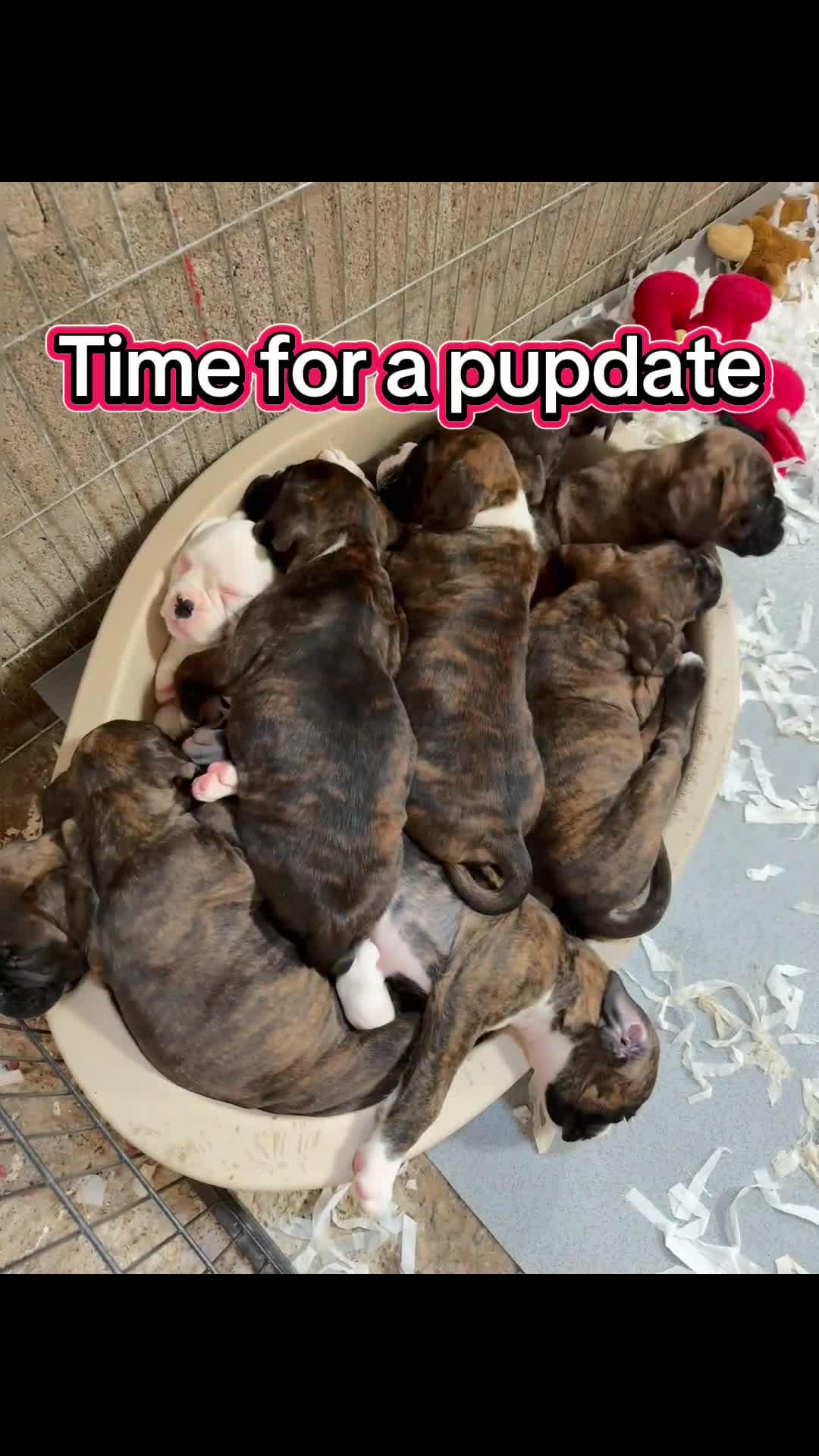 Boxer dogs for sale: Gorgeous boxer puppies from health tested parents  - Video 1
