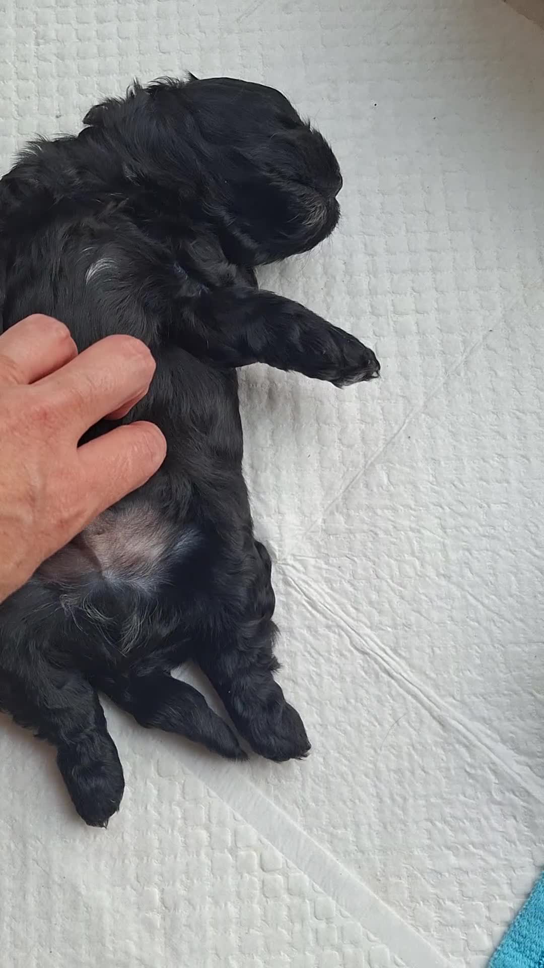 Cavapoo dogs for sale: Toy Cavapoo puppies - Video 2