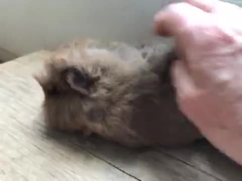 Guinea Pig rodents for sale: Beautiful Swiss guinea pig brothers - Video 1