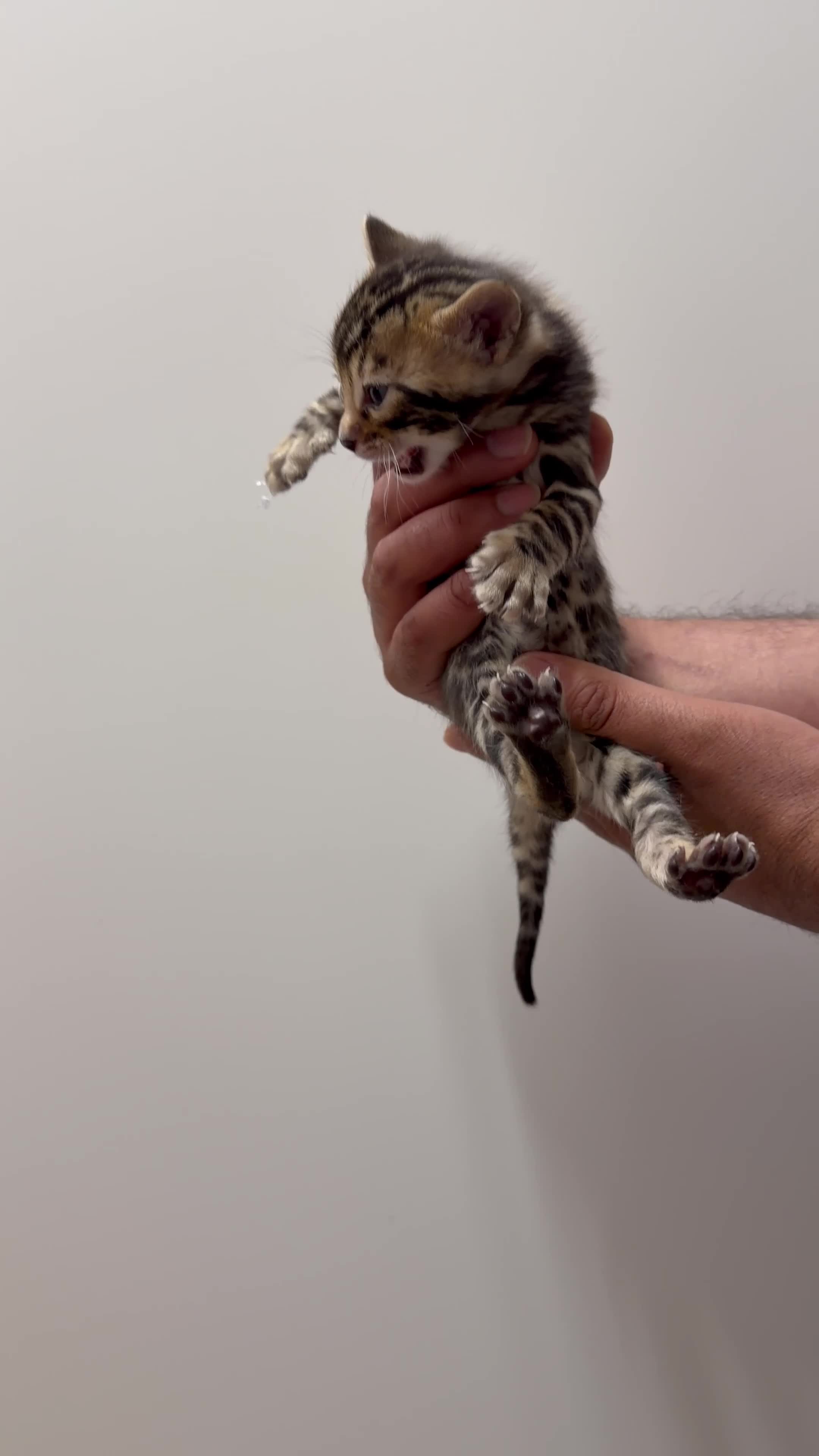 Bengal cats for sale: 3 Bengals Boys - Coco Chanel 1st Litter  in Blackburn - Video 2