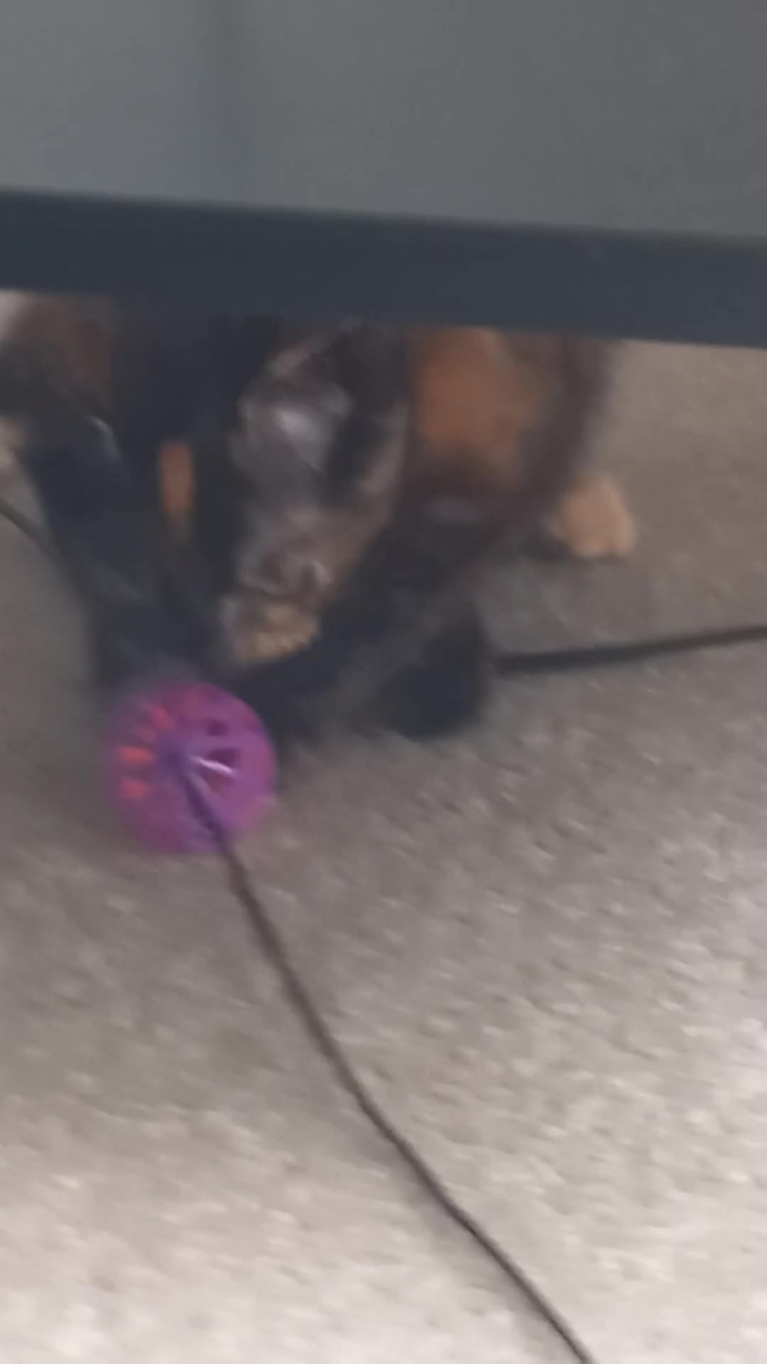 Mixed Breed cats for sale: Gorgeous girl looking for her forever home! - Video 1