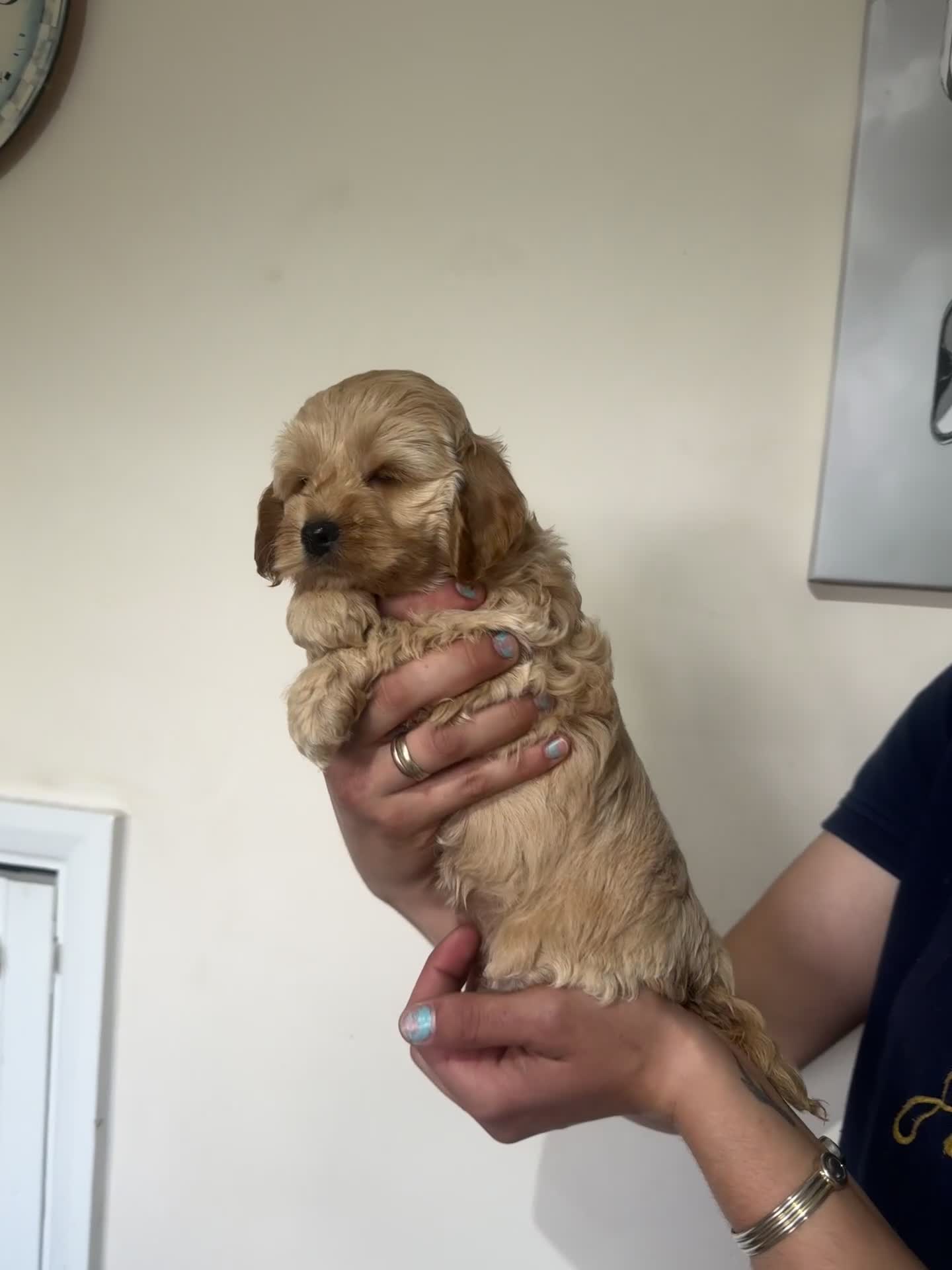 Cockapoo dogs for sale: Beautiful Fully health checked ready 22/09/2025 - Video 1