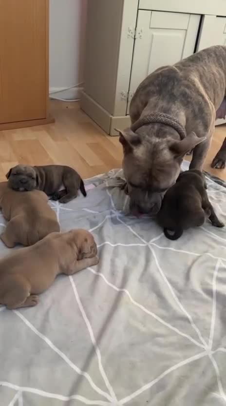 American Bulldog dogs for sale: 🐾 2 Stunning Male Pocket Bullies Available 🐾 - Video 1