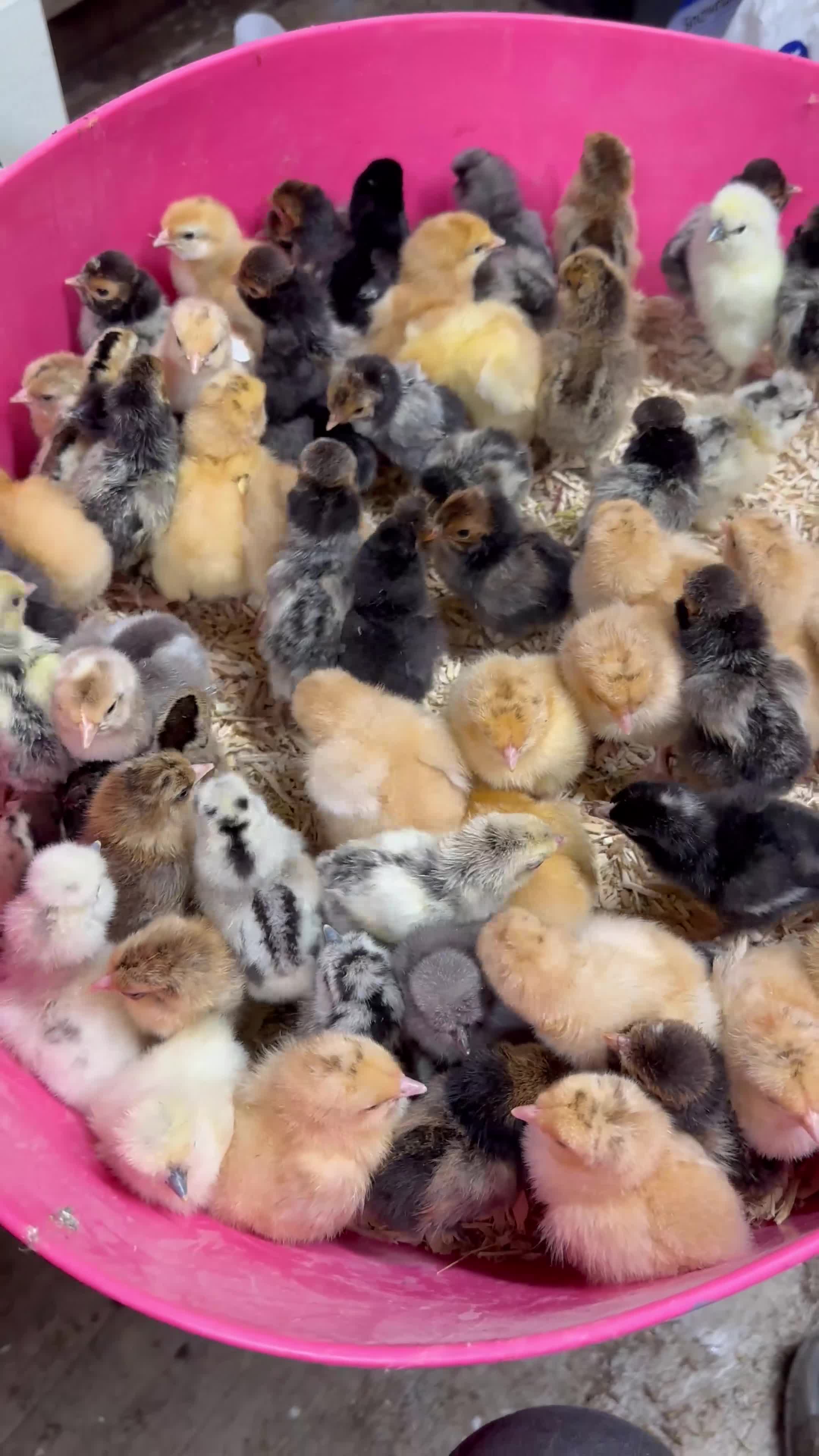 Chickens poultry for sale: Pure breed day old chicks  - Video 1