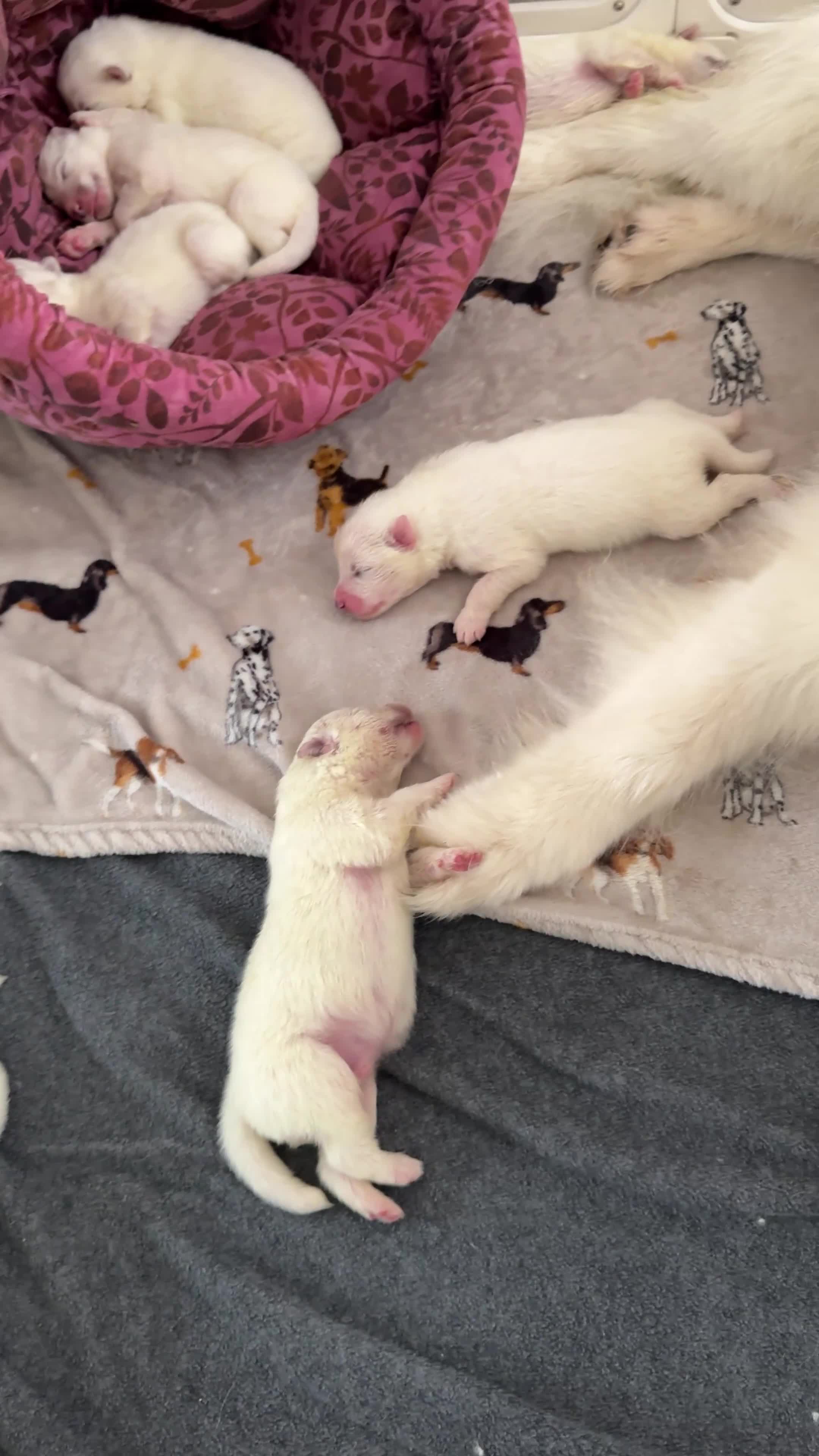 Samoyed dogs for sale: 🐾Quality Samoyed Puppies🤍KC Registered⭐️ - Video 1