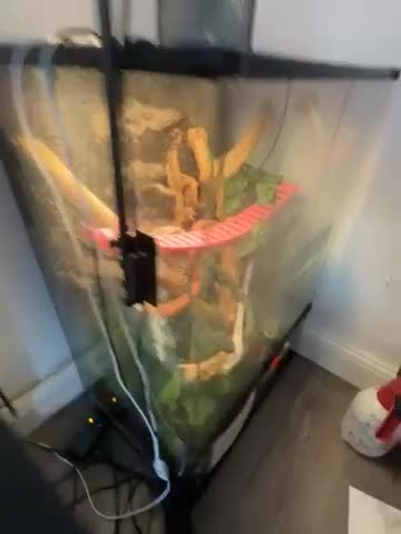 Gecko reptiles for sale: Female Crested gecko and full setup for sale.  in Birmingham - Video 1