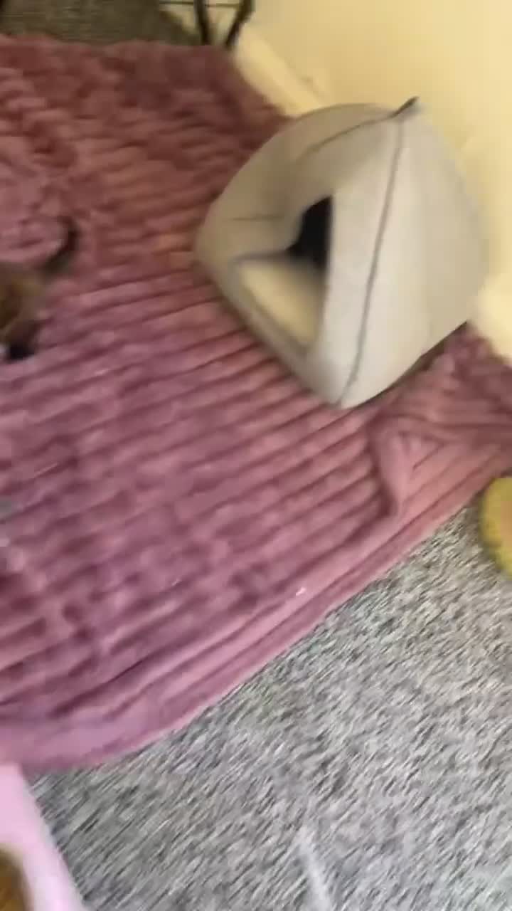 Mixed Breed cats for sale: 4 beautiful kittens  - Video 1