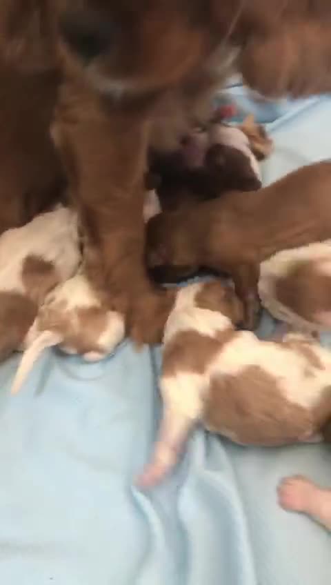Cavalier King Charles Spaniel dogs for sale: King Charles cavalier  in Arundel - Video 3