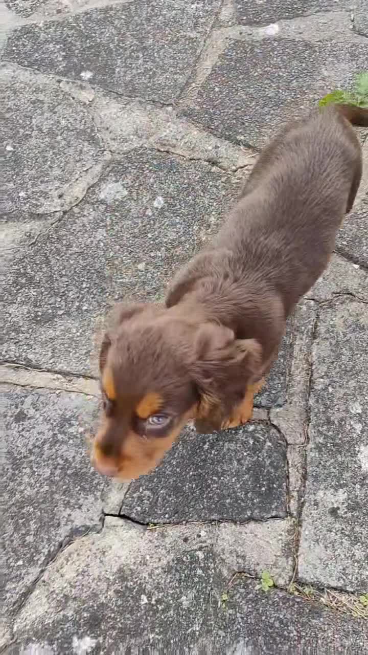 Cocker Spaniel dogs for sale: Meet Mocha 🐾  - Video 1