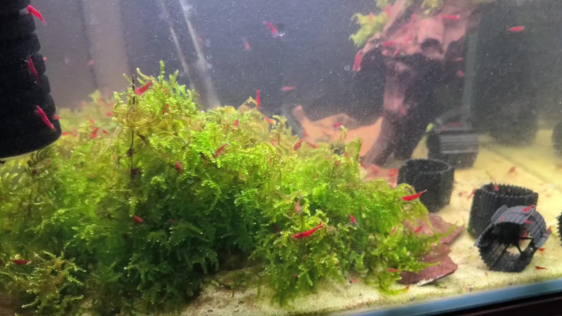 Shrimps fish for sale: Red Cherry Shrimp Good Quality Grade - Freshwater  - Video 1