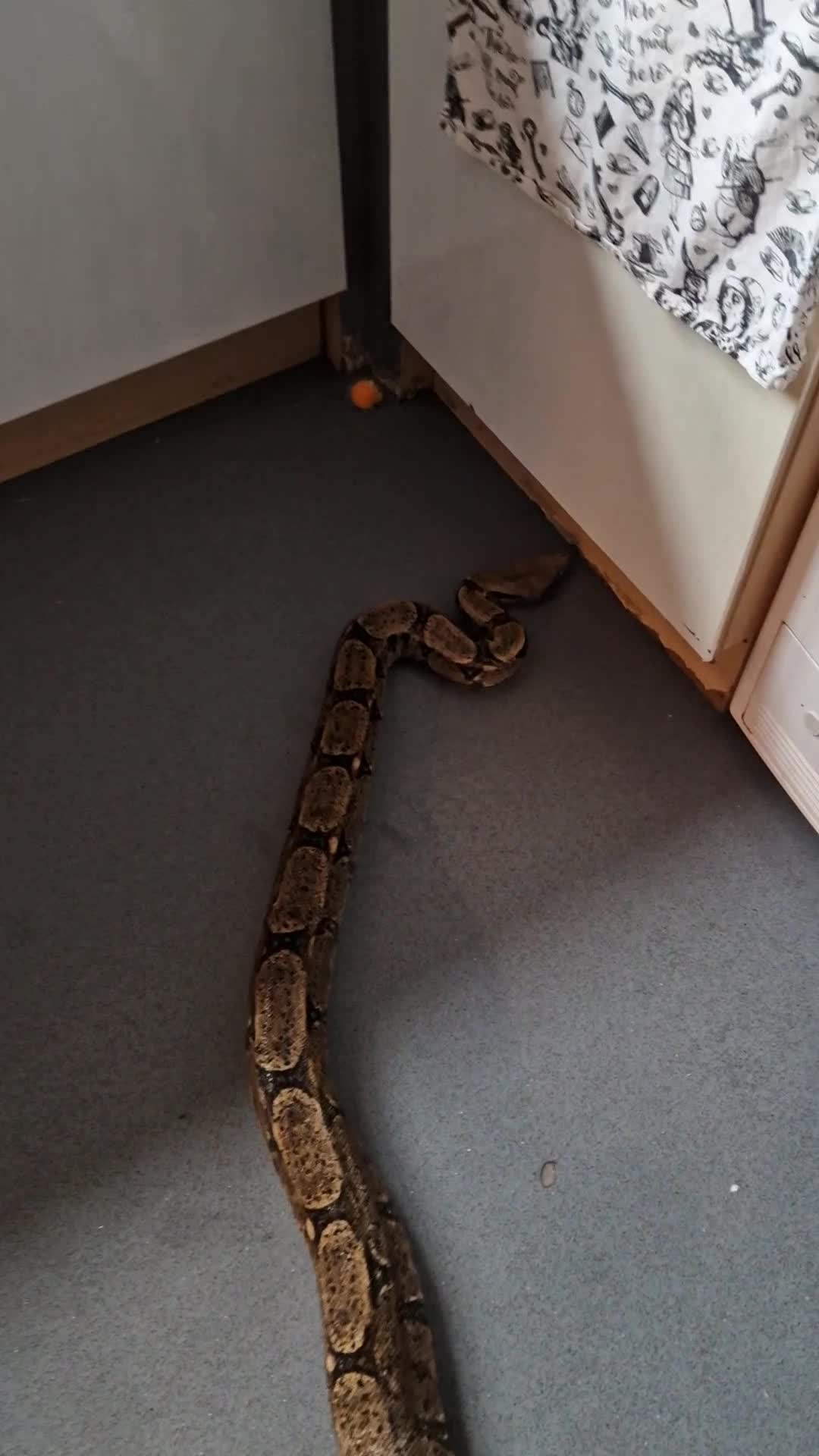 Boa Snake reptiles for sale: Boa constrictor  - Video 1