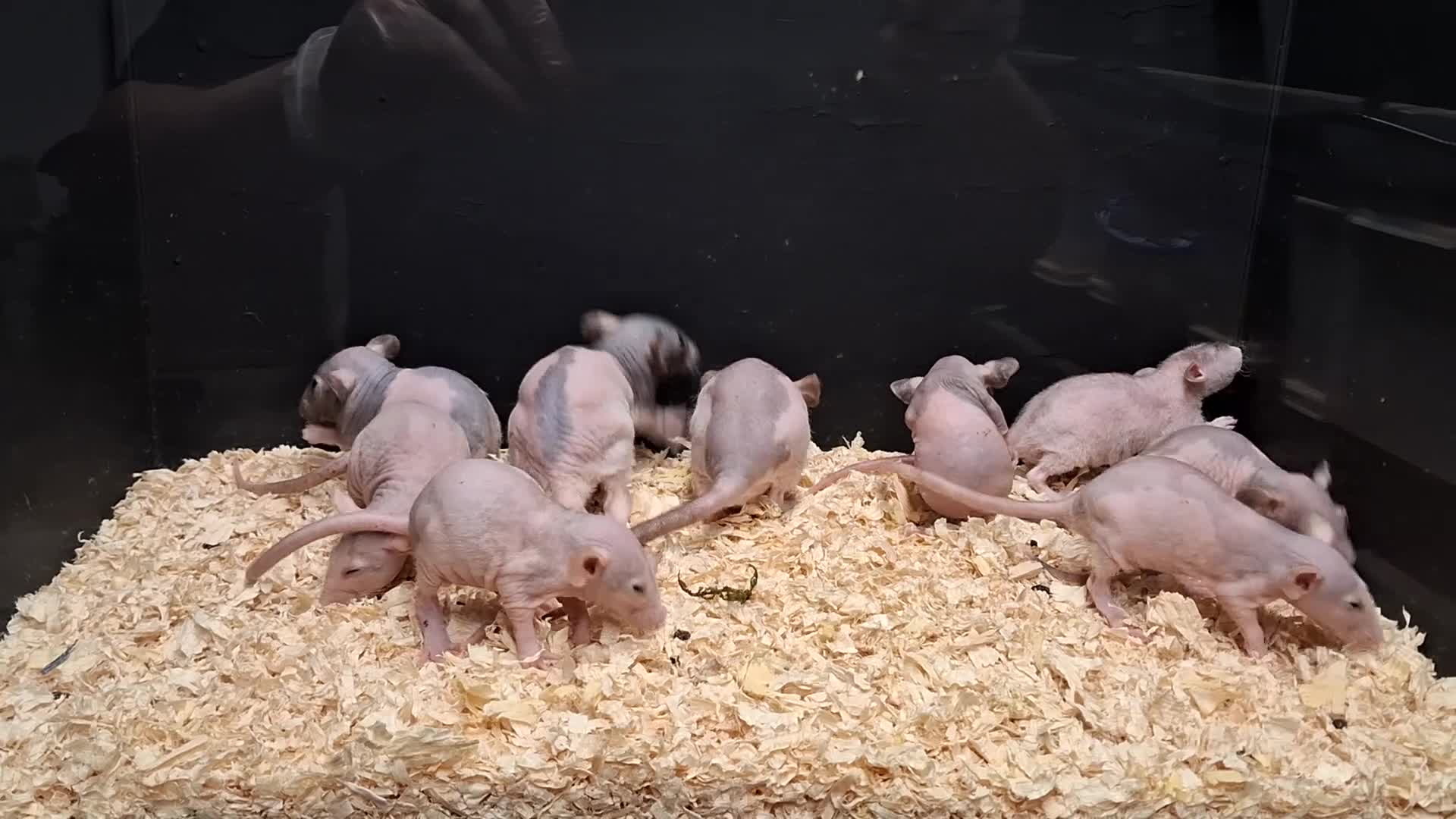 Rat rodents for sale: Baby Dumbo Rats Males and Females available - Video 3