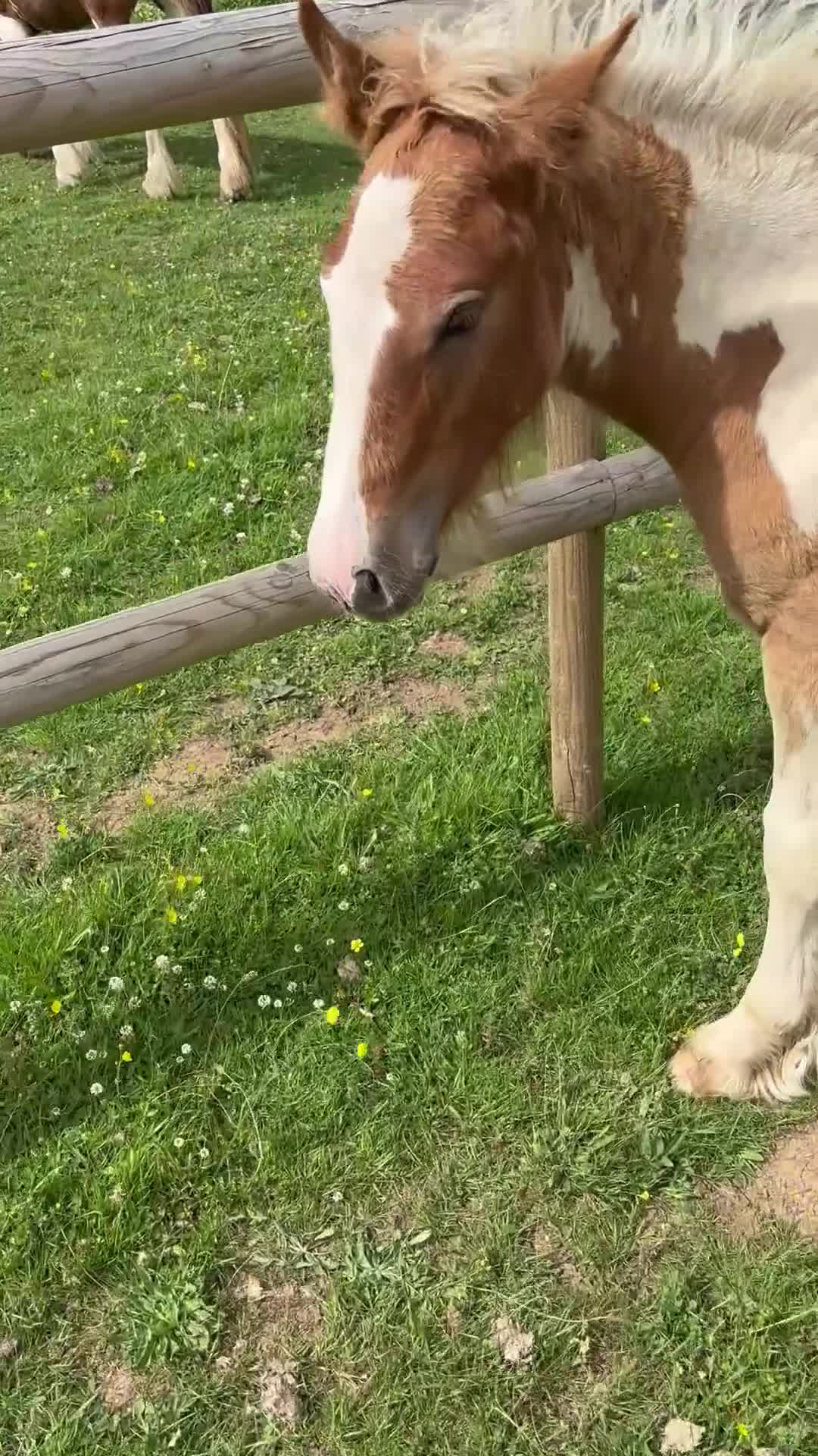 Irish Cob horses for sale: Little colt for sale  - Video 2