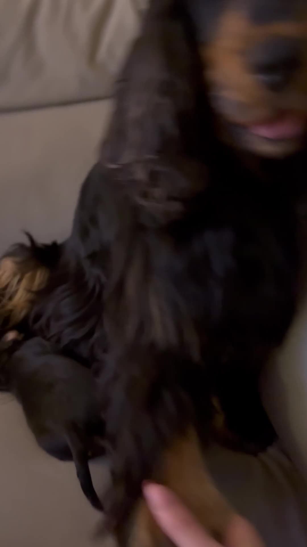 Cocker Spaniel dogs for sale: Beautiful KC Registered- Cocker Spaniel Pups   - Video 1