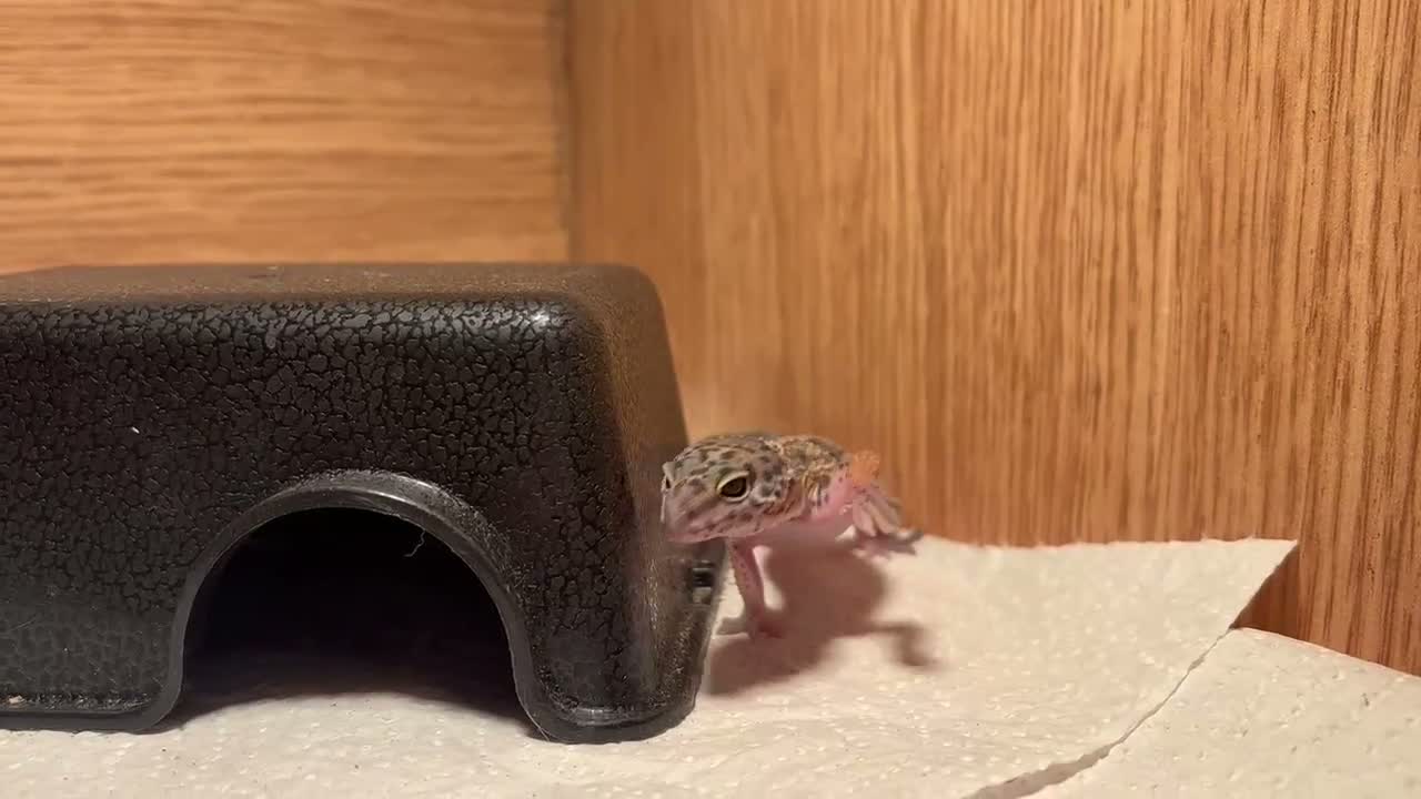 Leopard Gecko reptiles for sale: Baby leopard gecko and vivarium - Video 1