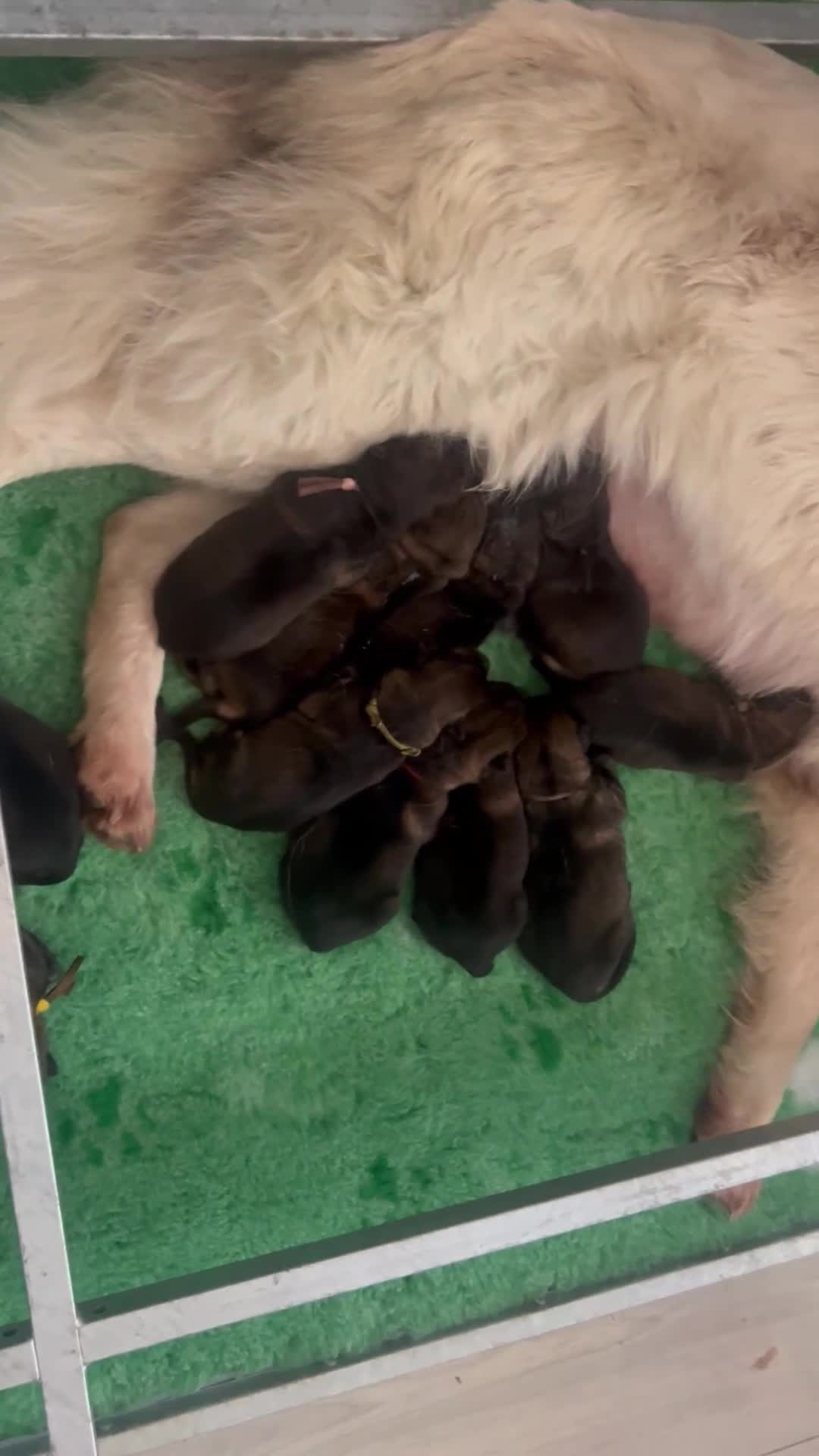 German Shepherd dogs for sale: Exceptional KC Reg Czech Line German Shepherd Pups in Nottingham - Video 1