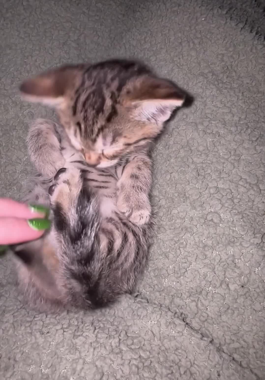 Bengal cats for sale: Cashmere bengals - Video 3